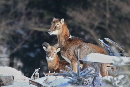 <p>MUFLON (Ovis musimon) Šluknovsko - Harta /Mouflon - Mufflon/</p>